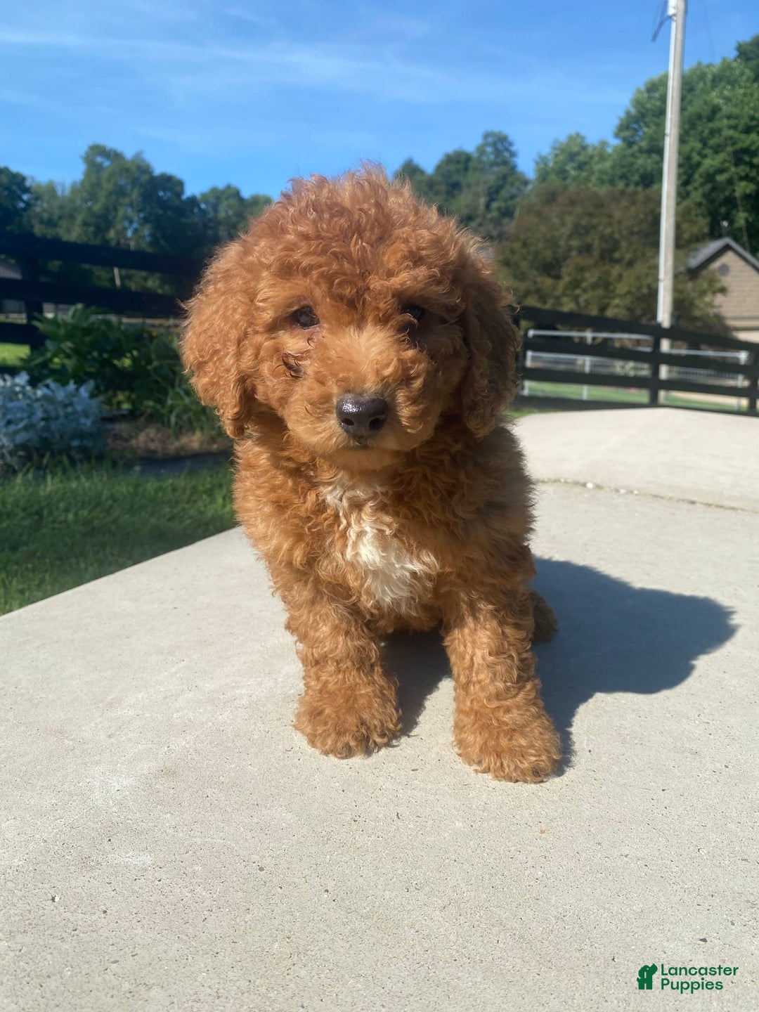 Mini Goldendoodle dogs for sale: Delilah - Image 7