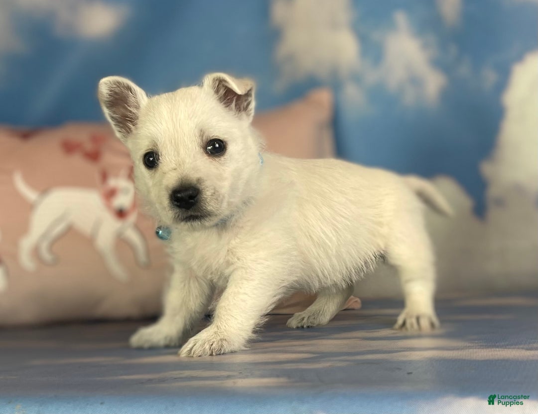 West Highland Terrier dogs for sale: AKC DNA Clear Betty - Image 3