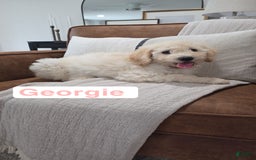 Goldendoodle dogs for sale: Georgie - Image 1