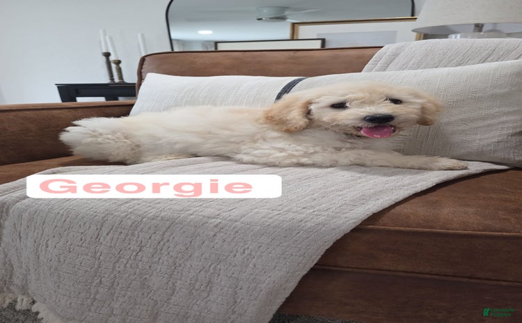 Goldendoodle dogs for sale - Ad 4