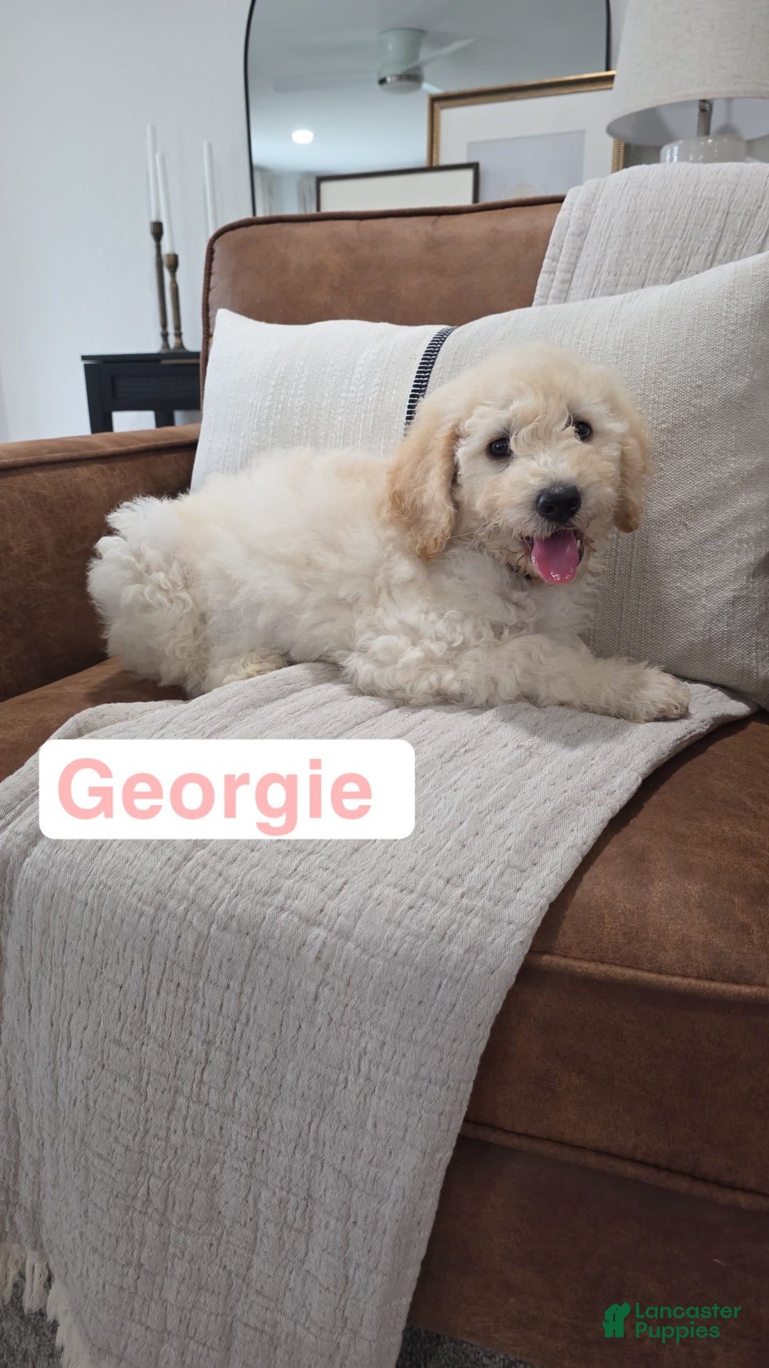 Goldendoodle dogs for sale: Georgie - Image 1