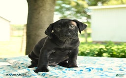 Cane Corso dogs for sale: Hadassah - Image 2