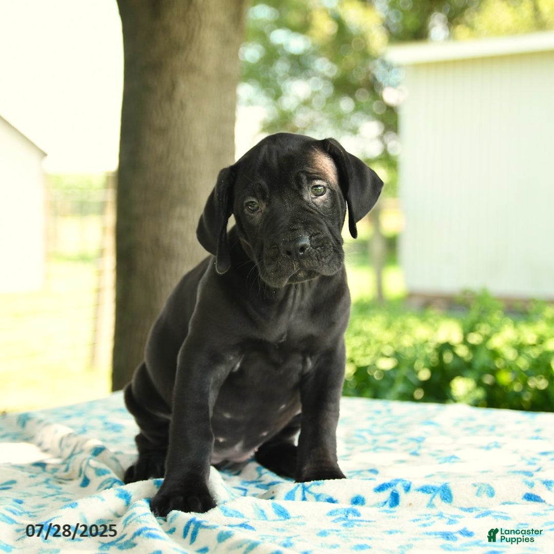 Cane Corso dogs for sale: Hadassah - Image 2