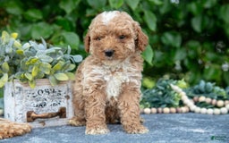 Miniature Poodle dogs for sale: Willy - Image 2