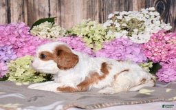 Cavalier King Charles Spaniel dogs for sale: Cavalier King Charles Spaniel 5 puppies - Image 2