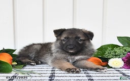 German Shepherd dogs for sale: Dallas - Image 2