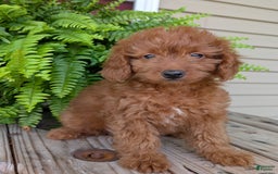 Mini Goldendoodle dogs for sale: Mini -lilly - Image 27