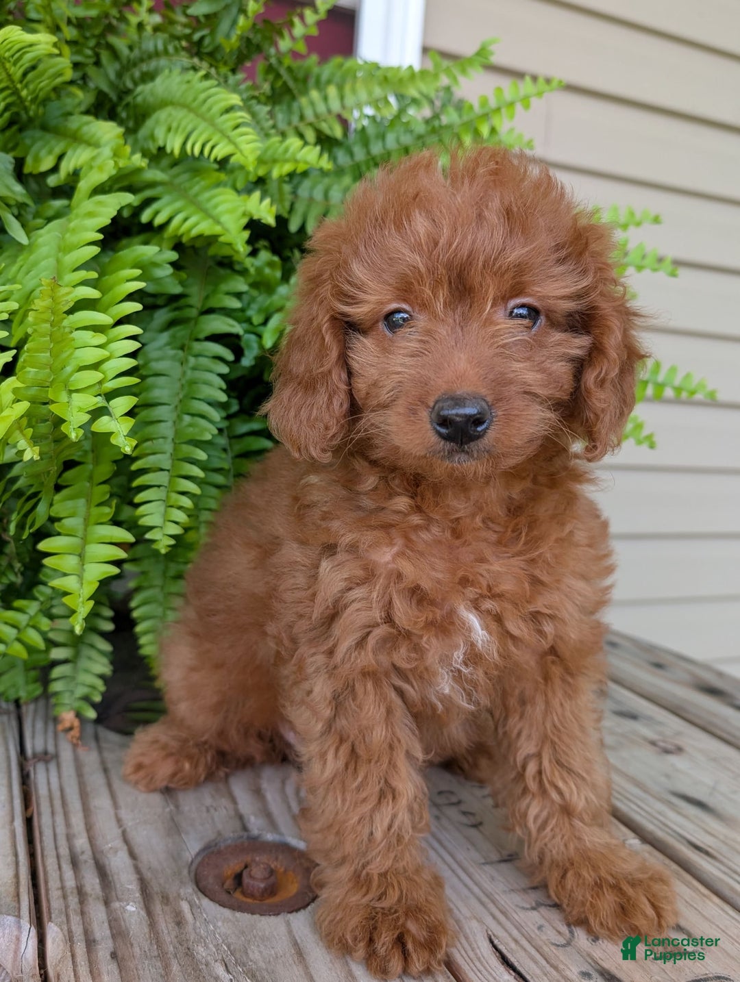 Mini Goldendoodle dogs for sale: Mini -lilly - Image 27