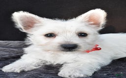 West Highland Terrier dogs for sale: Orla - Image 8