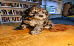Portuguese Water Dog dogs for sale: Cocoa - Image 6