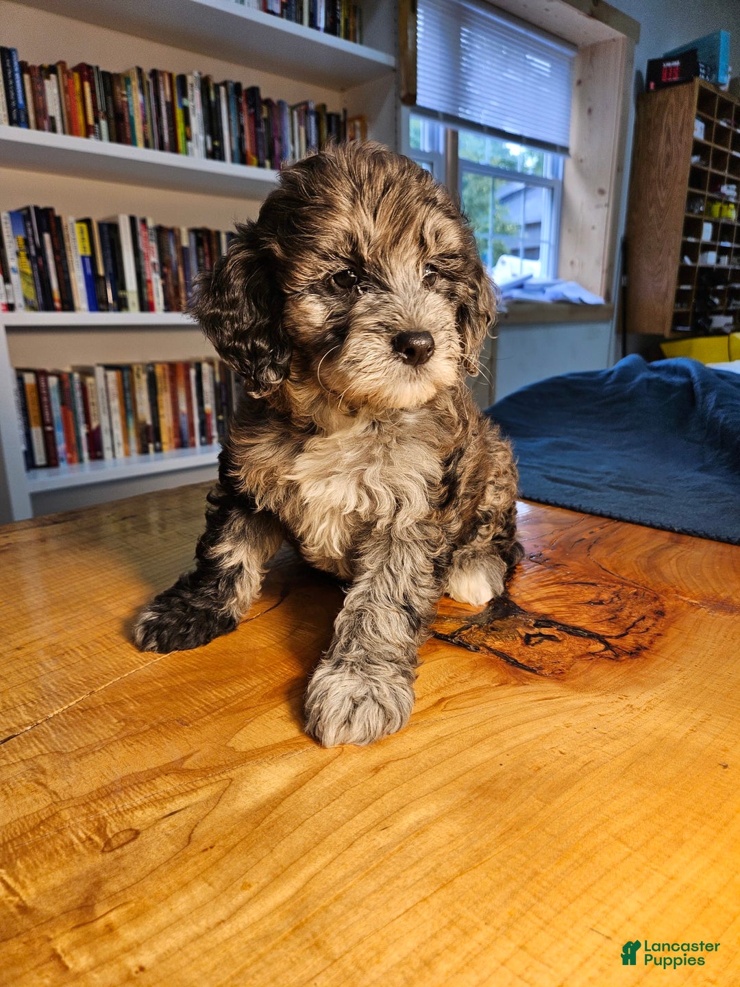Portuguese Water Dog dogs for sale: Cocoa - Image 6