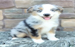 Miniature Australian Shepherd dogs for sale: Hendrik - Image 7