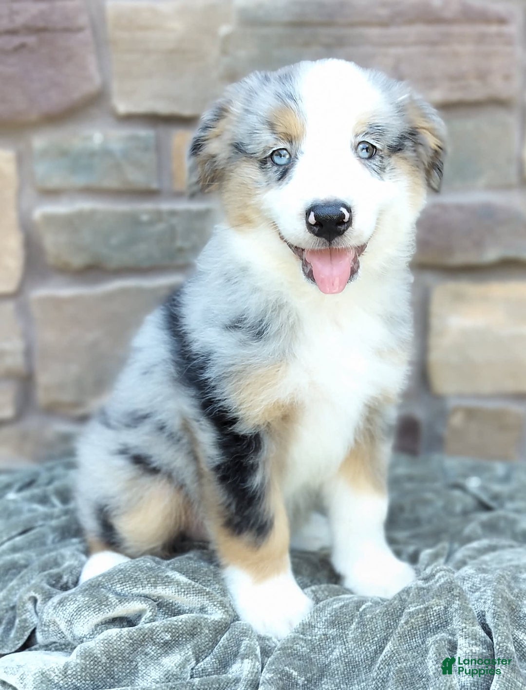 Miniature Australian Shepherd dogs for sale: Hendrik - Image 7