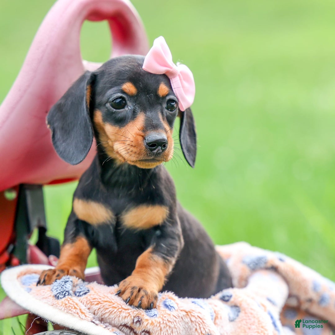 Miniature Dachshund dogs for sale: Nutella - Image 1