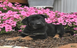 German Shepherd dogs for sale: Jinger - Image 3