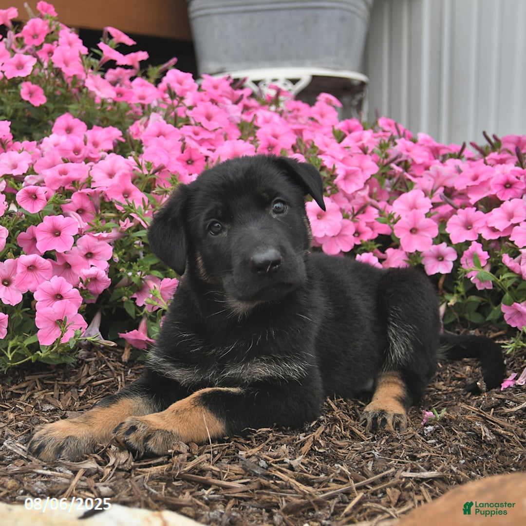 German Shepherd dogs for sale: Jinger - Image 3