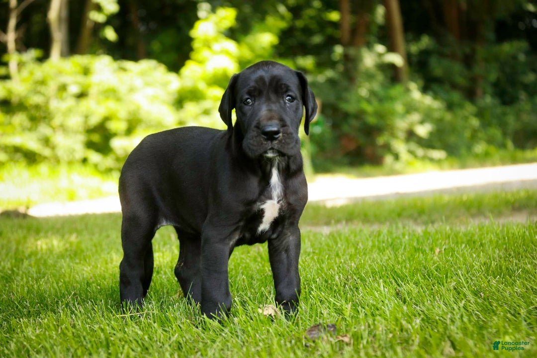 Great Dane dogs for sale: Beauty - Image 2