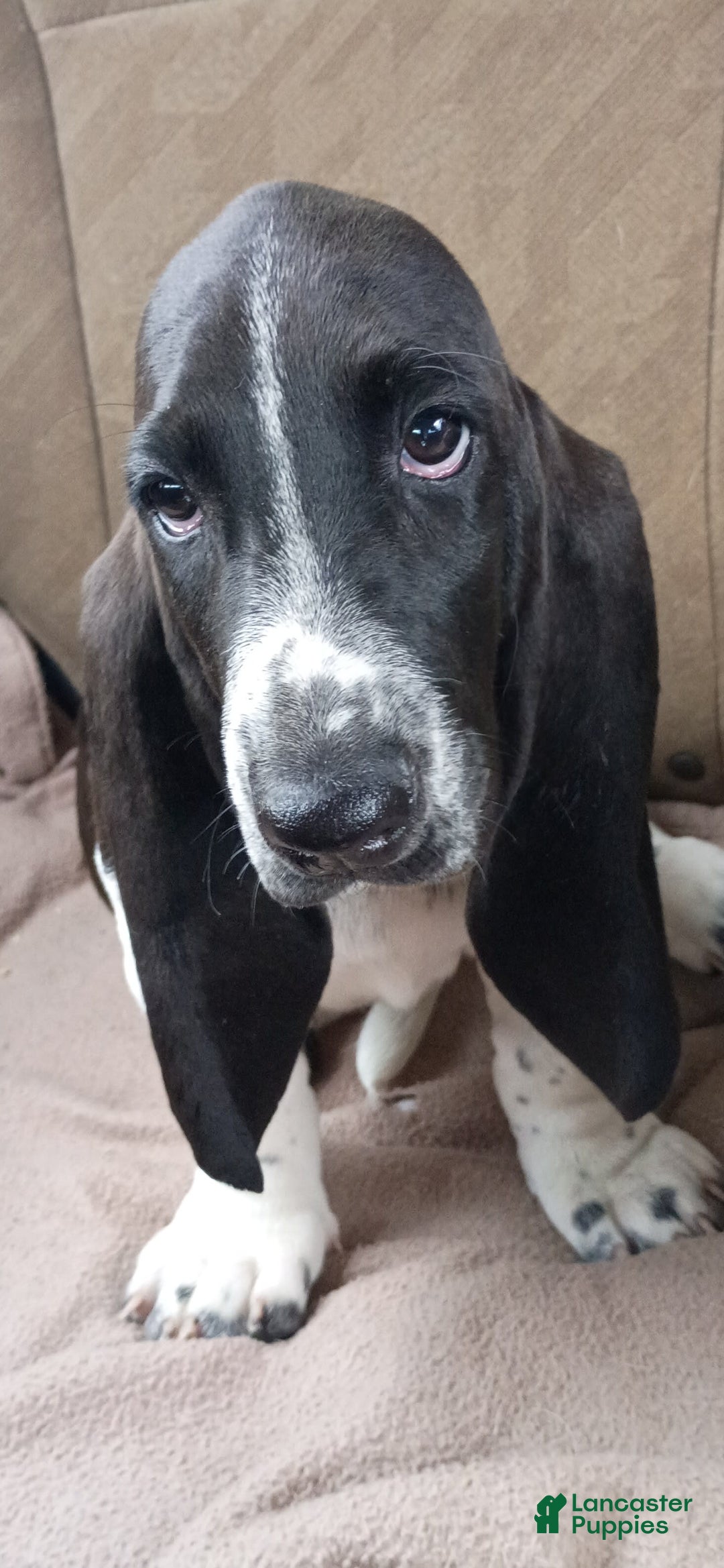 Basset Hound dogs for sale: Shiloh - Image 12