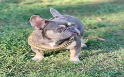 French Bulldog dogs for sale: Rony - Image 5