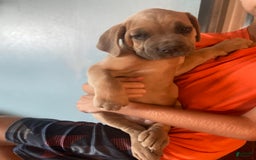 Cane Corso dogs for sale: Blue Collar - Image 1