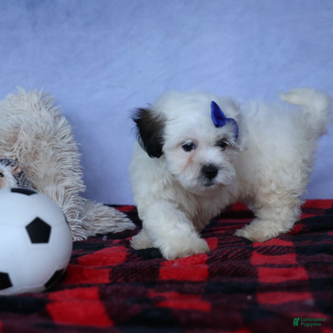 Shihpoo dogs for sale: Captain - Image 15
