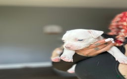 American Bully dogs for sale: White Boy - Image 3