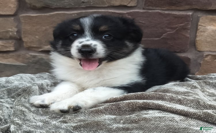 Miniature Australian Shepherd dogs for sale - Ad 3