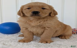 Golden Retriever dogs for sale: Brady - Image 6
