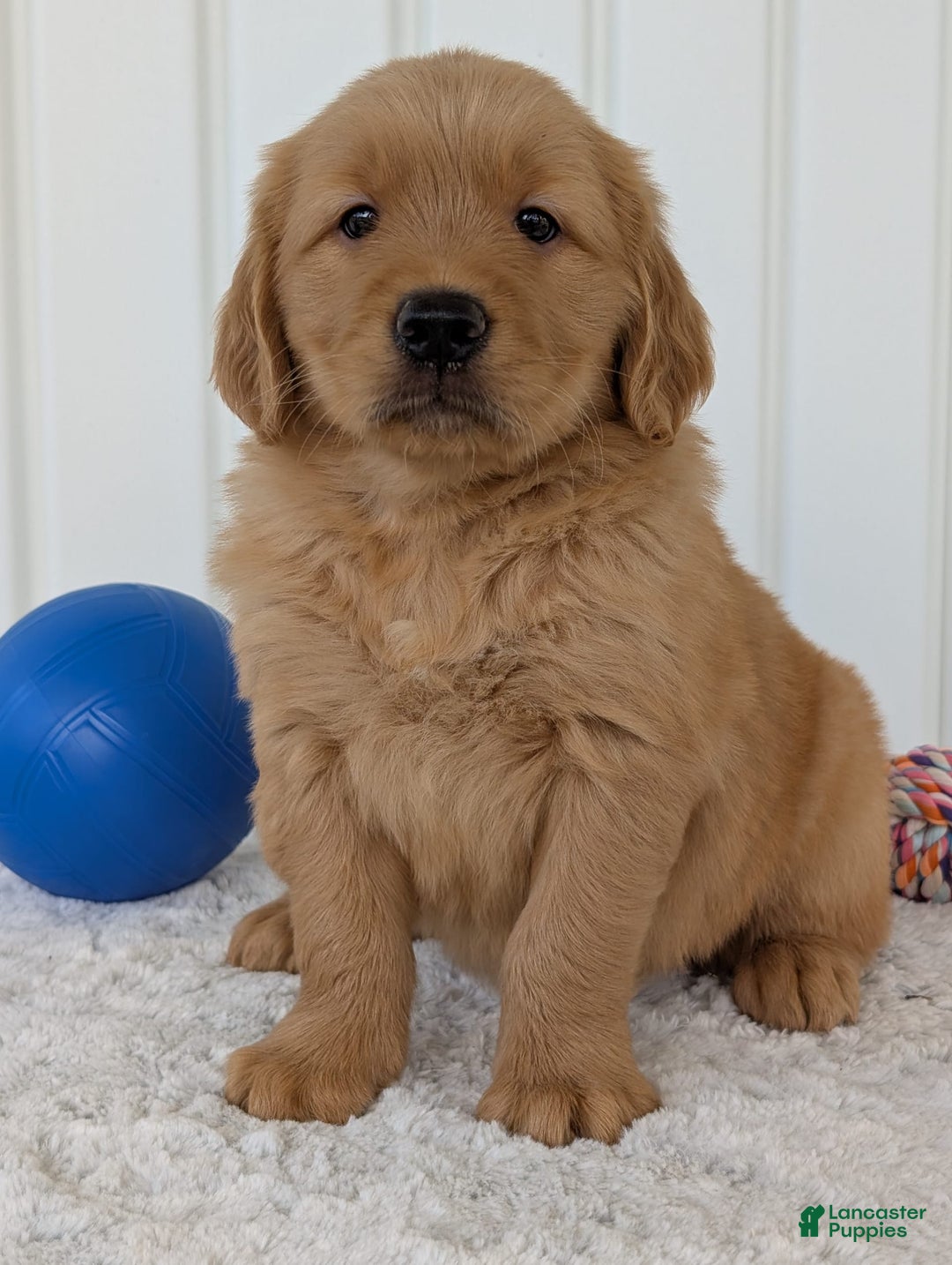 Golden Retriever dogs for sale: Brady - Image 6