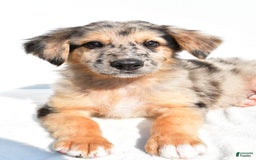 German Shepherd dogs for sale: German Shepherd 3 puppies - Image 12
