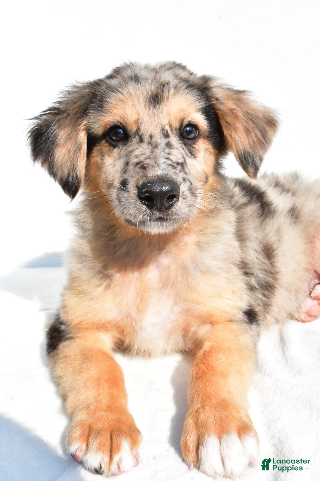 German Shepherd dogs for sale: German Shepherd 3 puppies - Image 12