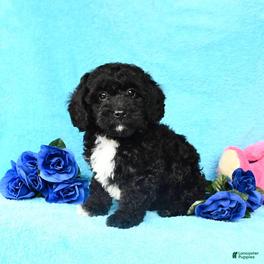 Shihpoo dogs for sale: Tucker - Image 2