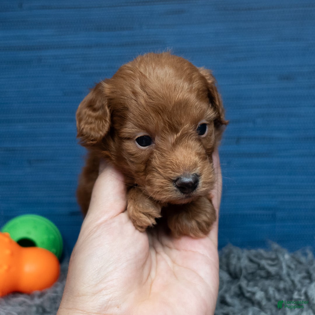 Cavapoo dogs for sale: Dakota - Image 9