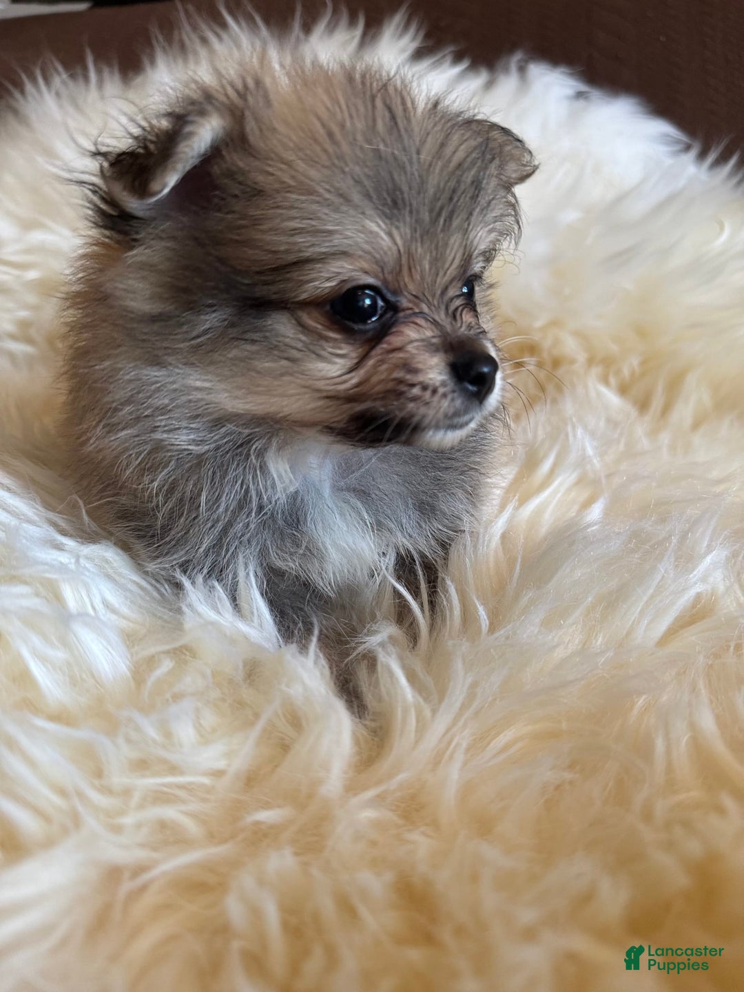 Pomeranian dogs for sale: Shaggy - Image 5