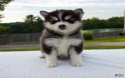 Pomsky dogs for sale: Libby - Image 1