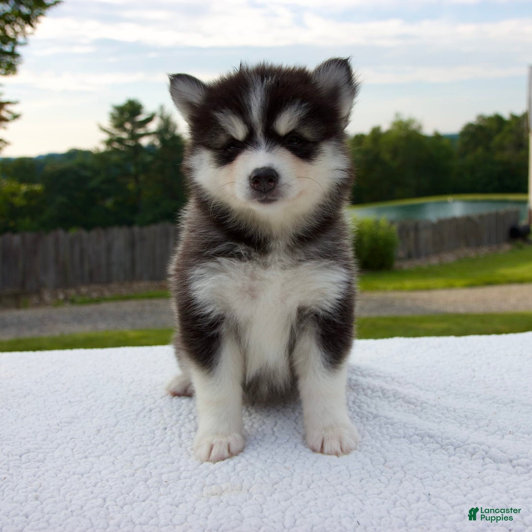 Pomsky dogs for sale: Libby - Image 1