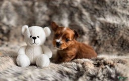 Yorkshire Terrier dogs for sale: Fifa - Image 3