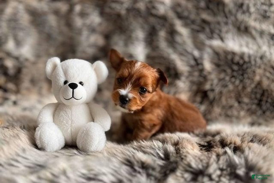 Yorkshire Terrier dogs for sale: Fifa - Image 3