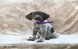 German Shorthaired Pointer dogs for sale: San Diego - Image 1