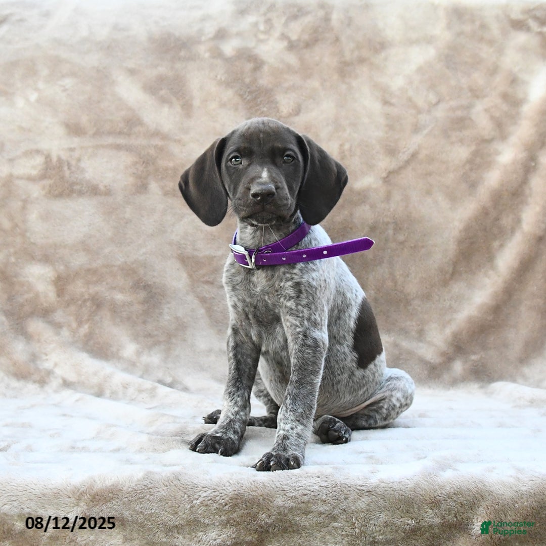 German Shorthaired Pointer dogs for sale: San Diego - Image 1