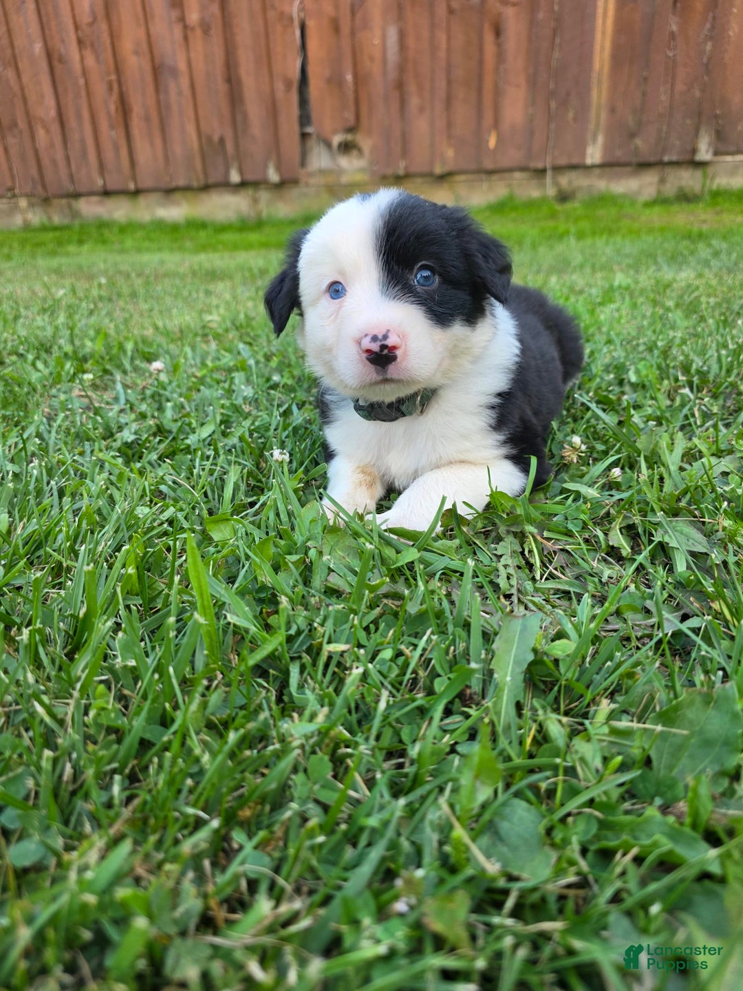 Border Collie dogs for sale: Rex - Image 6