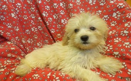 Aussiedoodle dogs for sale: SNOW - Image 4
