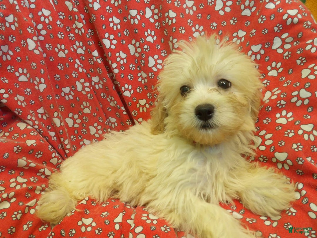 Aussiedoodle dogs for sale: SNOW - Image 4