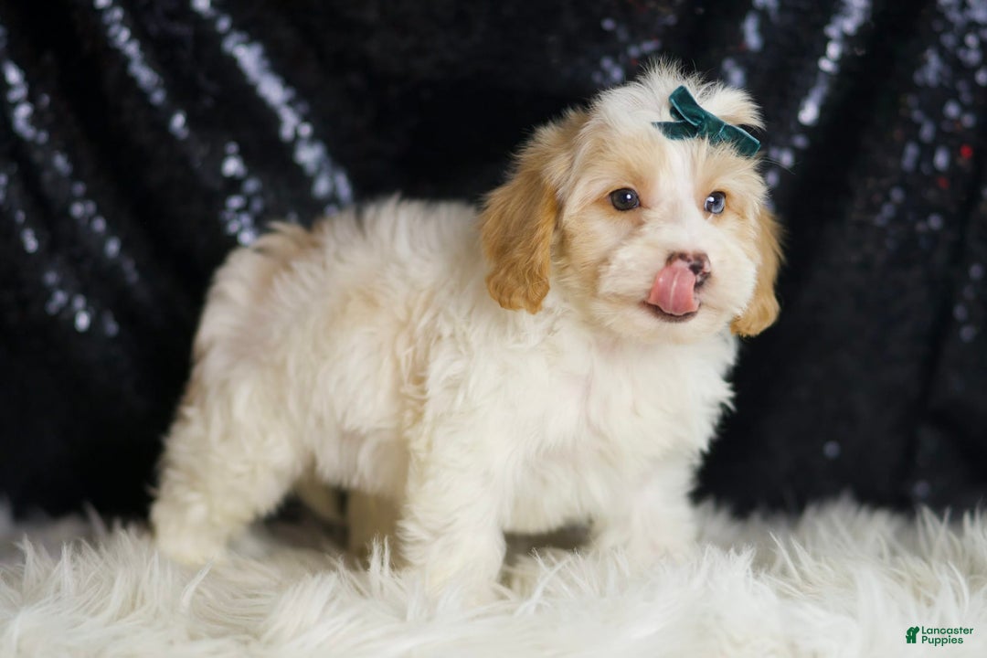Yorkiepoo dogs for sale: Hurricane - Image 1