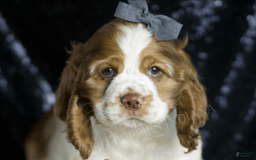 Cocker Spaniel dogs for sale: Fruitloop - Image 1