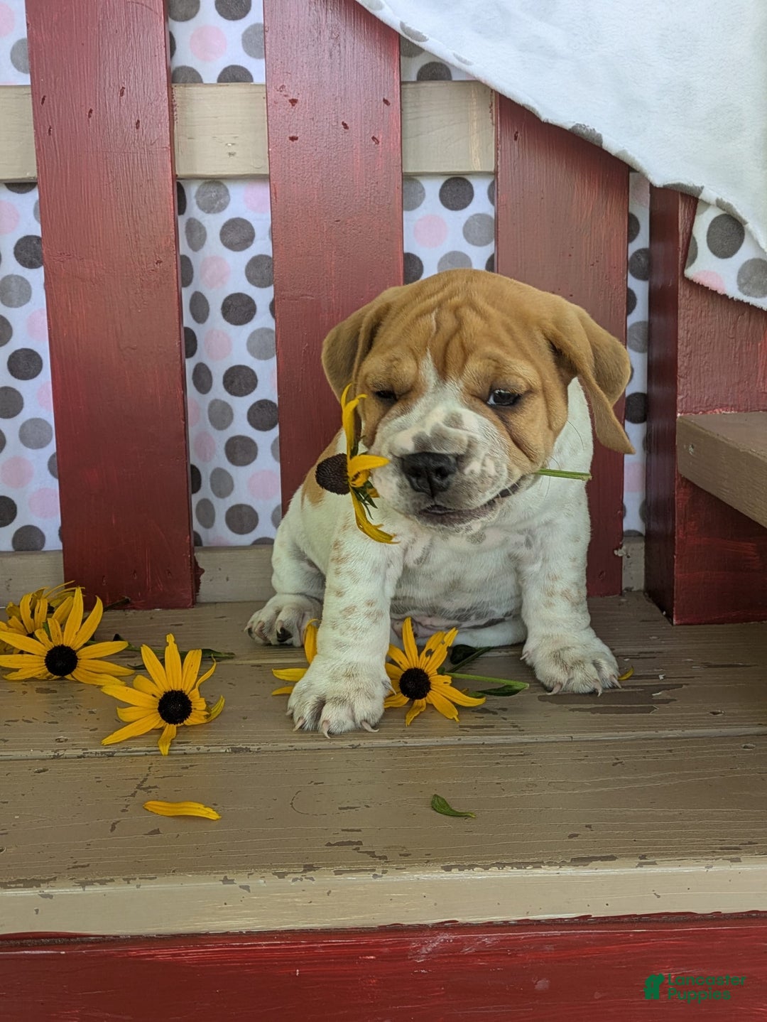 Beabull dogs for sale: Charlie - Image 1