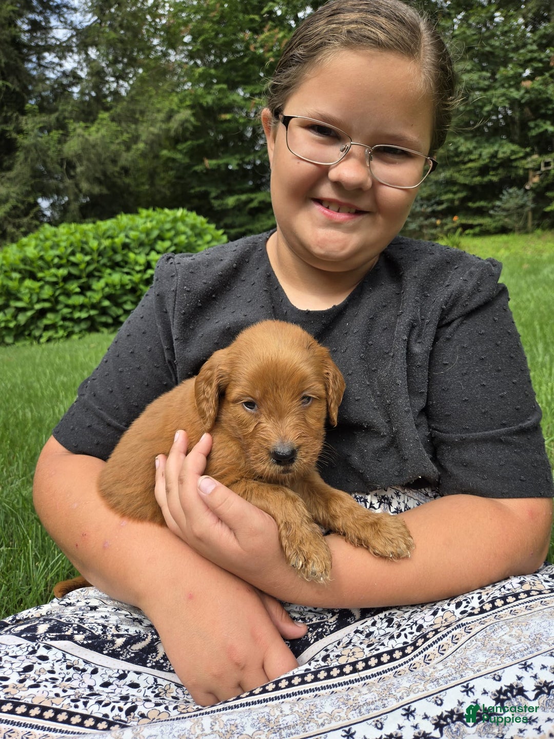 Goldendoodle dogs for sale: Rosie - Image 8