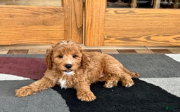 Cavapoo dogs for sale: Perry F1b - Image 3