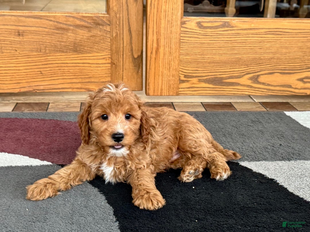 Cavapoo dogs for sale: Perry F1b - Image 3