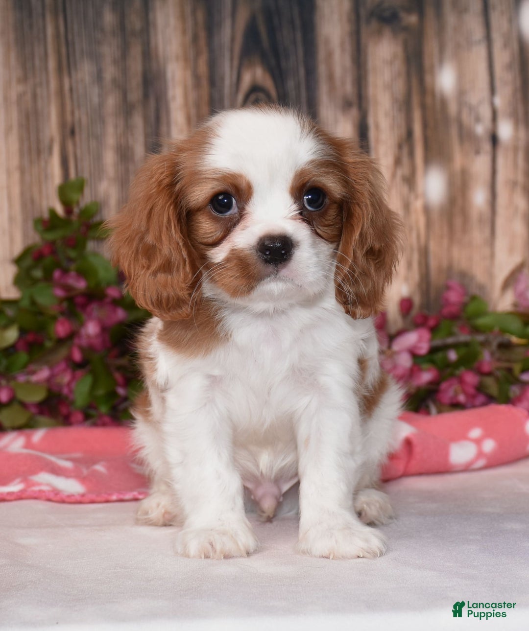Cavalier King Charles Spaniel dogs for sale: Boomer - Image 7